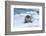 Bearded Seal (Erignathus barbatus) laying on pack ice, Spitsbergen Island, Svalbard Archipelago, Ar-G&M Therin-Weise-Framed Photographic Print