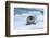 Bearded Seal (Erignathus barbatus) laying on pack ice, Spitsbergen Island, Svalbard Archipelago, Ar-G&M Therin-Weise-Framed Photographic Print