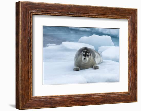 Bearded Seal (Erignathus barbatus) laying on pack ice, Spitsbergen Island, Svalbard Archipelago, Ar-G&M Therin-Weise-Framed Photographic Print