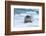 Bearded Seal (Erignathus barbatus) laying on pack ice, Spitsbergen Island, Svalbard Archipelago, Ar-G&M Therin-Weise-Framed Photographic Print