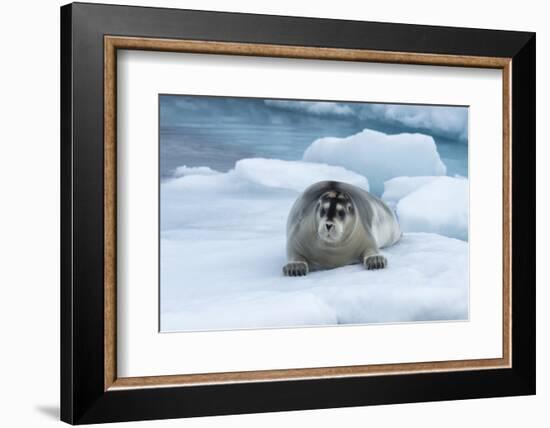 Bearded Seal (Erignathus barbatus) laying on pack ice, Spitsbergen Island, Svalbard Archipelago, Ar-G&M Therin-Weise-Framed Photographic Print