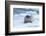 Bearded Seal (Erignathus barbatus) laying on pack ice, Spitsbergen Island, Svalbard Archipelago, Ar-G&M Therin-Weise-Framed Photographic Print