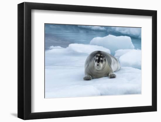 Bearded Seal (Erignathus barbatus) laying on pack ice, Spitsbergen Island, Svalbard Archipelago, Ar-G&M Therin-Weise-Framed Photographic Print