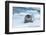 Bearded Seal (Erignathus barbatus) laying on pack ice, Spitsbergen Island, Svalbard Archipelago, Ar-G&M Therin-Weise-Framed Photographic Print