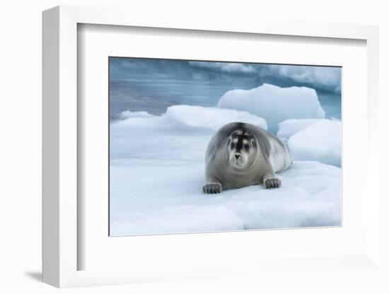 Bearded Seal (Erignathus barbatus) laying on pack ice, Spitsbergen Island, Svalbard Archipelago, Ar-G&M Therin-Weise-Framed Photographic Print