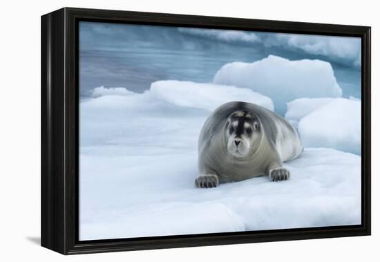 Bearded Seal (Erignathus barbatus) laying on pack ice, Spitsbergen Island, Svalbard Archipelago, Ar-G&M Therin-Weise-Framed Premier Image Canvas