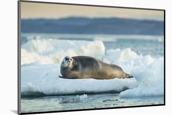 Bearded Seal, Nunavut Territory, Canadabearded Seal on Sea Ice in Hudson Bay, Nunavut, Canada-Paul Souders-Mounted Photographic Print