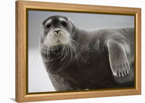 Bearded Seal on Iceberg in the Svalbard Islands-Paul Souders-Framed Premier Image Canvas