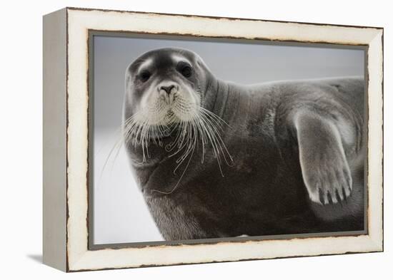 Bearded Seal on Iceberg in the Svalbard Islands-Paul Souders-Framed Premier Image Canvas