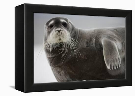 Bearded Seal on Iceberg in the Svalbard Islands-Paul Souders-Framed Premier Image Canvas