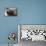 Bearded Seal on Iceberg in the Svalbard Islands-Paul Souders-Framed Premier Image Canvas displayed on a wall