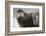 Bearded Seal on Iceberg in the Svalbard Islands-Paul Souders-Framed Photographic Print