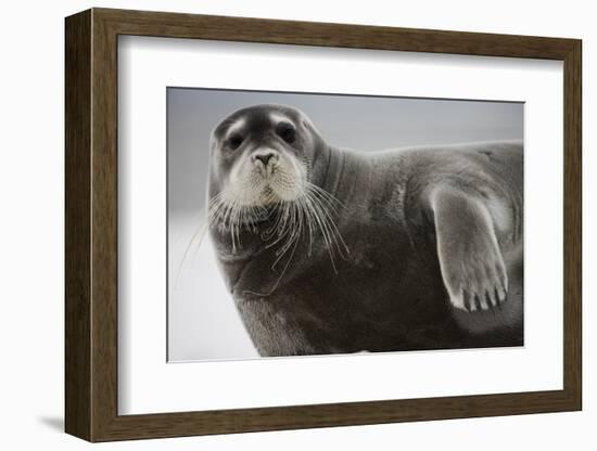 Bearded Seal on Iceberg in the Svalbard Islands-Paul Souders-Framed Photographic Print