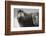 Bearded Seal on Iceberg in the Svalbard Islands-Paul Souders-Framed Photographic Print