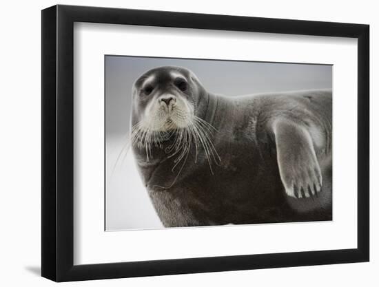 Bearded Seal on Iceberg in the Svalbard Islands-Paul Souders-Framed Photographic Print