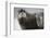 Bearded Seal on Iceberg in the Svalbard Islands-Paul Souders-Framed Photographic Print