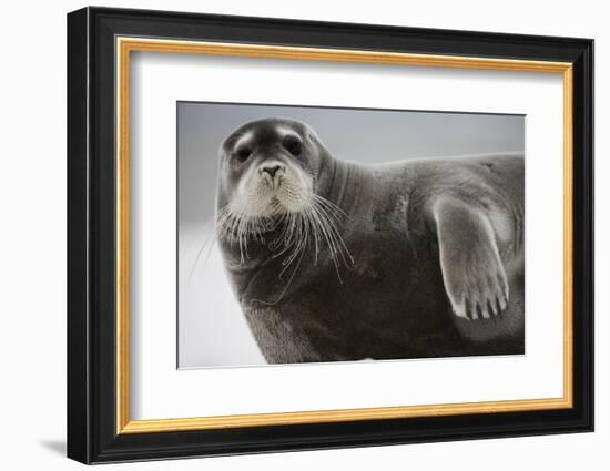 Bearded Seal on Iceberg in the Svalbard Islands-Paul Souders-Framed Photographic Print