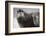 Bearded Seal on Iceberg in the Svalbard Islands-Paul Souders-Framed Photographic Print