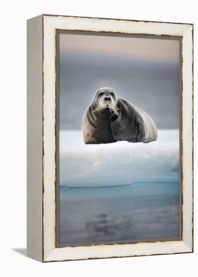 Bearded Seal, on Iceberg, Svalbard, Norway-null-Framed Premier Image Canvas