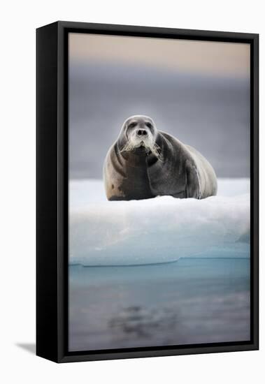 Bearded Seal, on Iceberg, Svalbard, Norway-null-Framed Premier Image Canvas