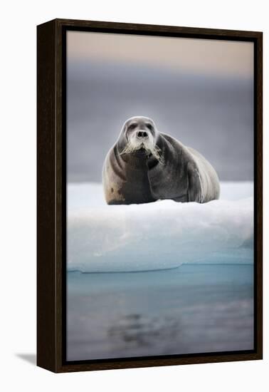 Bearded Seal, on Iceberg, Svalbard, Norway-null-Framed Premier Image Canvas