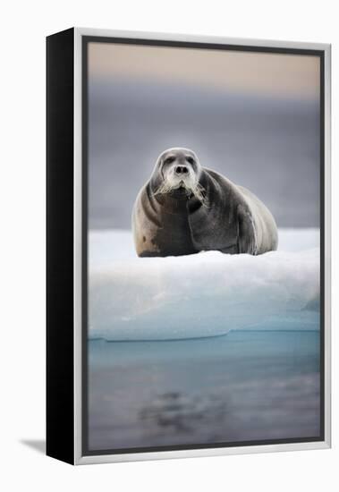 Bearded Seal, on Iceberg, Svalbard, Norway-null-Framed Premier Image Canvas