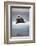 Bearded Seal, on Iceberg, Svalbard, Norway-null-Framed Photographic Print