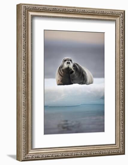 Bearded Seal, on Iceberg, Svalbard, Norway-null-Framed Photographic Print