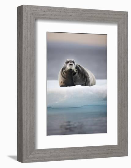 Bearded Seal, on Iceberg, Svalbard, Norway-null-Framed Photographic Print