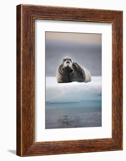 Bearded Seal, on Iceberg, Svalbard, Norway-null-Framed Photographic Print