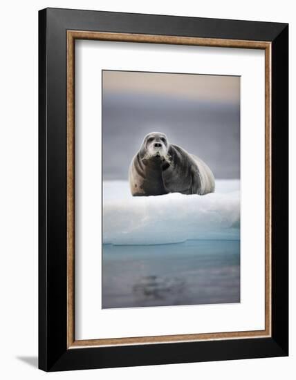 Bearded Seal, on Iceberg, Svalbard, Norway-null-Framed Photographic Print