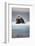 Bearded Seal, on Iceberg, Svalbard, Norway-null-Framed Photographic Print