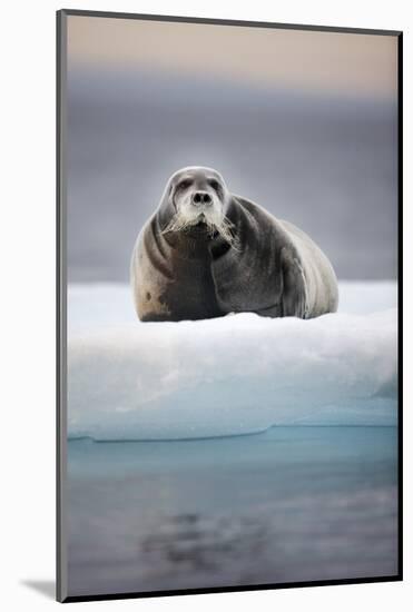 Bearded Seal, on Iceberg, Svalbard, Norway-null-Mounted Photographic Print