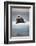 Bearded Seal, on Iceberg, Svalbard, Norway-null-Framed Photographic Print