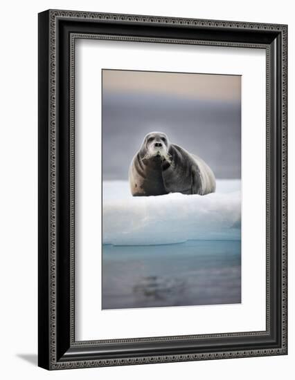 Bearded Seal, on Iceberg, Svalbard, Norway-null-Framed Photographic Print