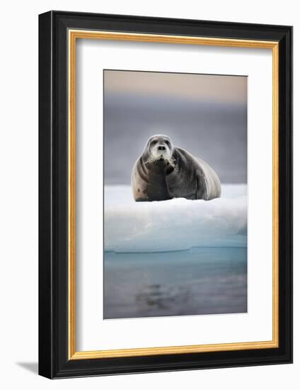 Bearded Seal, on Iceberg, Svalbard, Norway-null-Framed Photographic Print