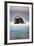 Bearded Seal, on Iceberg, Svalbard, Norway-null-Framed Photographic Print