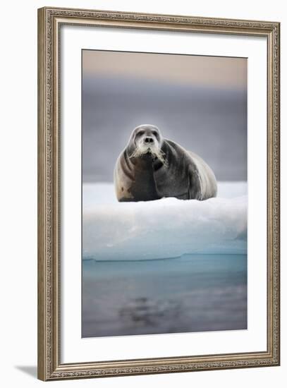 Bearded Seal, on Iceberg, Svalbard, Norway-null-Framed Photographic Print