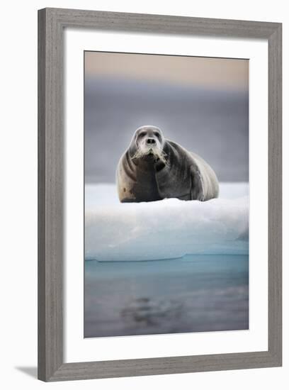 Bearded Seal, on Iceberg, Svalbard, Norway-null-Framed Photographic Print