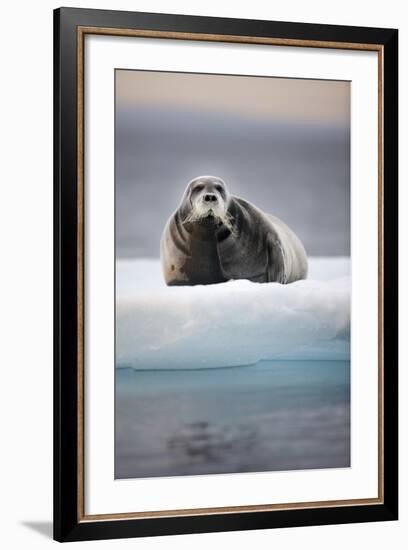 Bearded Seal, on Iceberg, Svalbard, Norway-null-Framed Photographic Print