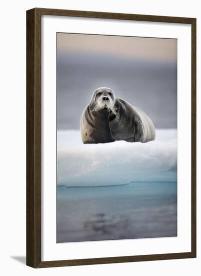 Bearded Seal, on Iceberg, Svalbard, Norway-null-Framed Photographic Print