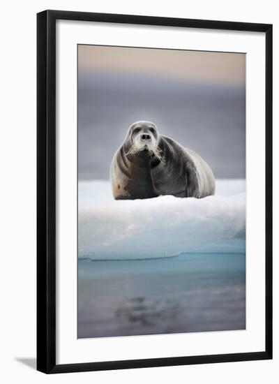 Bearded Seal, on Iceberg, Svalbard, Norway-null-Framed Photographic Print