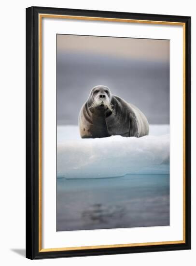 Bearded Seal, on Iceberg, Svalbard, Norway--Framed Photographic Print