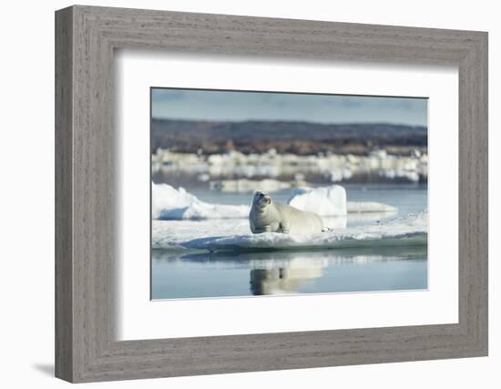 Bearded Seal on Sea Ice in Hudson Bay, Nunavut, Canada-Paul Souders-Framed Photographic Print