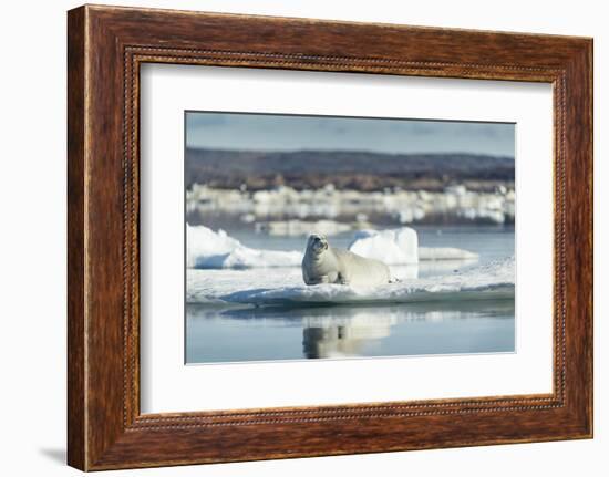 Bearded Seal on Sea Ice in Hudson Bay, Nunavut, Canada-Paul Souders-Framed Photographic Print