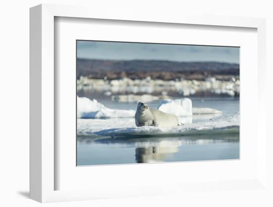 Bearded Seal on Sea Ice in Hudson Bay, Nunavut, Canada-Paul Souders-Framed Photographic Print