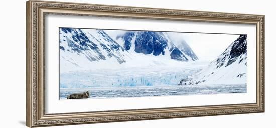 Bearded Seal Resting on an Ice Floe, Spitsbergen, Svalbard Islands, Norway-null-Framed Photographic Print