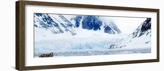 Bearded Seal Resting on an Ice Floe, Spitsbergen, Svalbard Islands, Norway-null-Framed Photographic Print