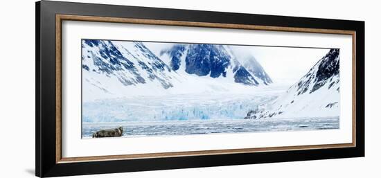 Bearded Seal Resting on an Ice Floe, Spitsbergen, Svalbard Islands, Norway-null-Framed Photographic Print