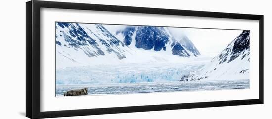 Bearded Seal Resting on an Ice Floe, Spitsbergen, Svalbard Islands, Norway-null-Framed Photographic Print
